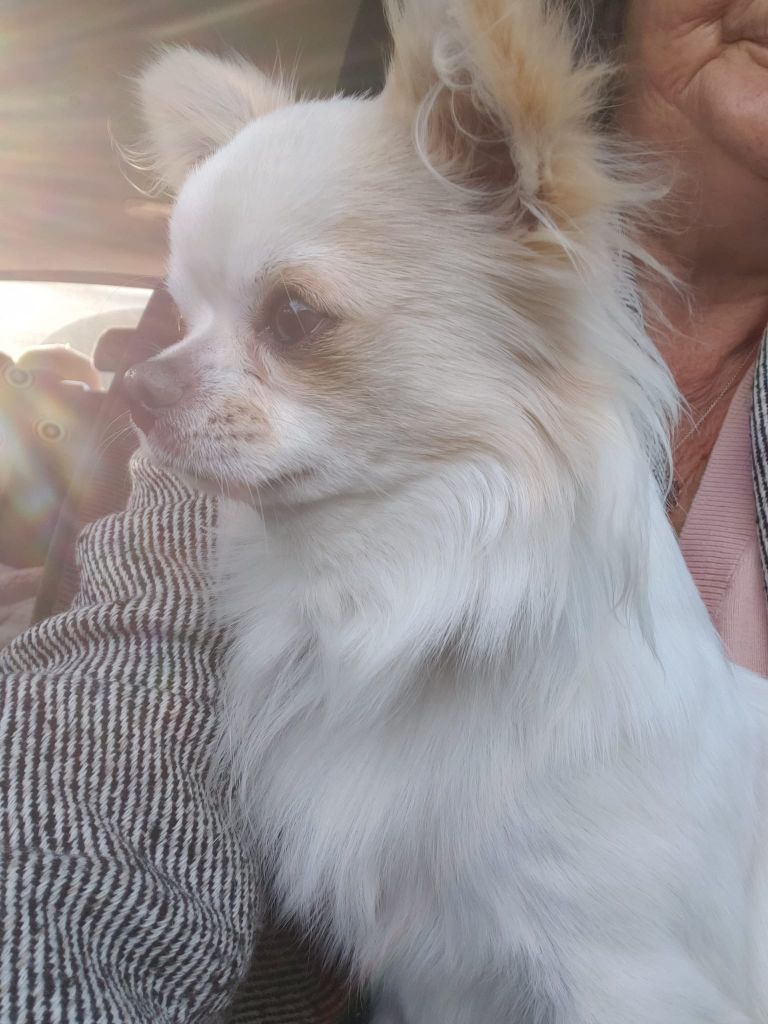 New Litel Boss Rooby